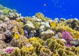 Colorful Coral Reef on Red Sea nearby Marsa Alam