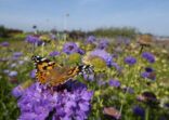 Monarch butterfly on top of a blue Scabiosa flower.