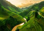 Terraced rice field in Mu Cang Chai, Vietnam