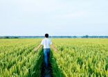 Man walking in a rice field