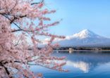 Mount fuji at Lake kawaguchiko with cherry blossom in Yamanashi near Tokyo, Japan.