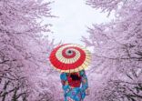 Asian woman wearing japanese traditional kimono and cherry blossom in spring, Japan.