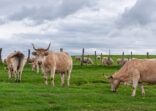 Cows and sheep grazing in the fields