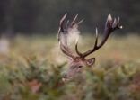 Red deer stags roaring and fighting in the woodlands of London, UK