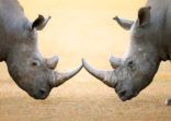 White Rhinoceros  head to head