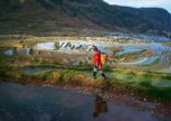 Terraced rice fields in Yuanyang county, Yunnan, China