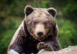 Brown bear (Ursus arctos) portrait in forest