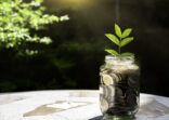 Plant Little tree Growing on In Savings Coins, Investment And Interest Concept