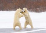 Polar bears.