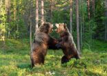 Two bears fighting