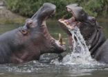 Two hippopotamuses fighting in a river